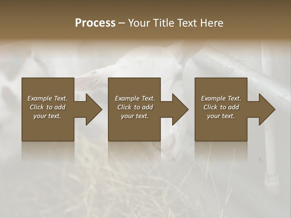 A Group Of Sheep Standing Next To Each Other In A Pen PowerPoint Template