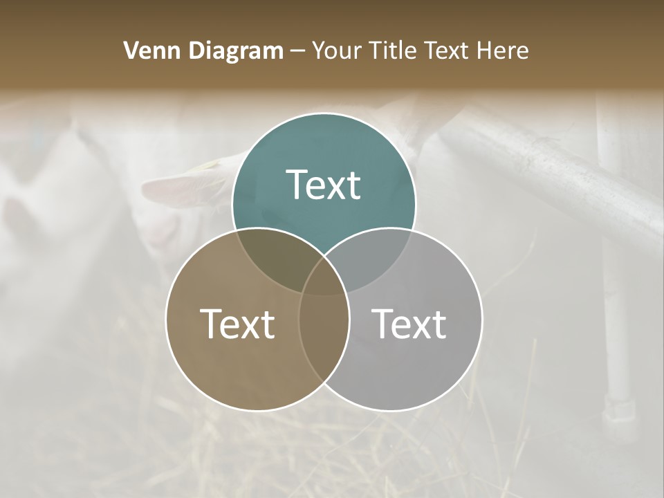 A Group Of Sheep Standing Next To Each Other In A Pen PowerPoint Template