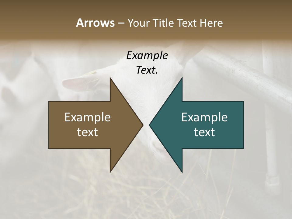 A Group Of Sheep Standing Next To Each Other In A Pen PowerPoint Template