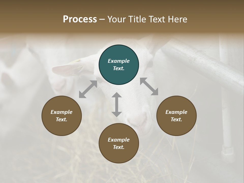 A Group Of Sheep Standing Next To Each Other In A Pen PowerPoint Template