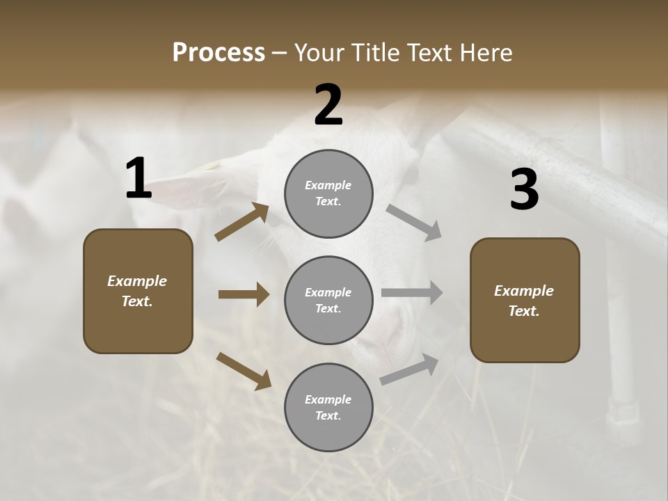 A Group Of Sheep Standing Next To Each Other In A Pen PowerPoint Template
