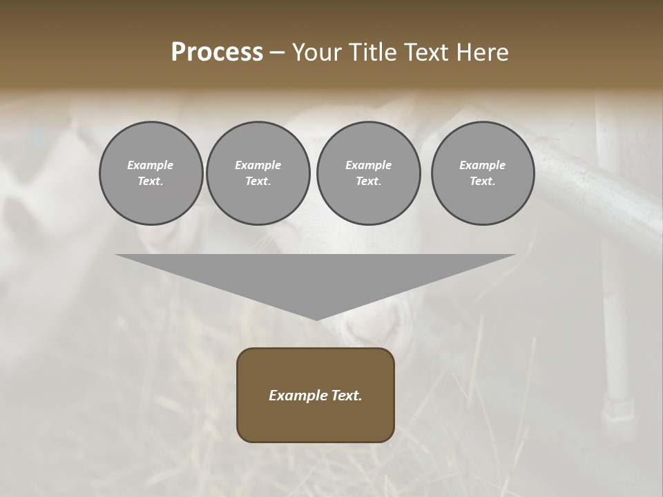 A Group Of Sheep Standing Next To Each Other In A Pen PowerPoint Template