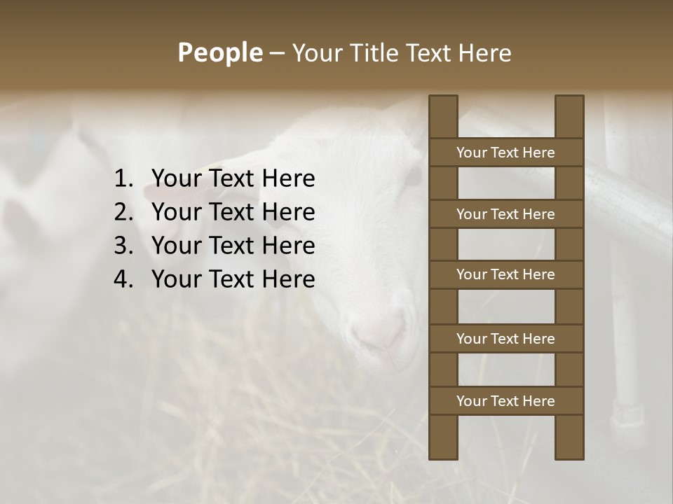 A Group Of Sheep Standing Next To Each Other In A Pen PowerPoint Template