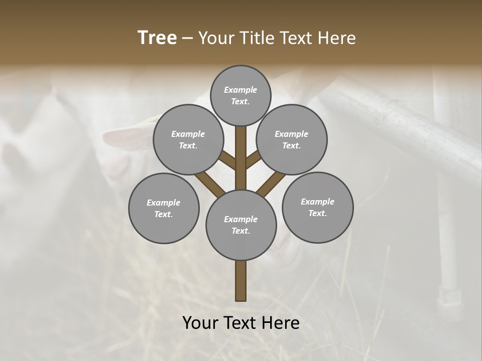 A Group Of Sheep Standing Next To Each Other In A Pen PowerPoint Template