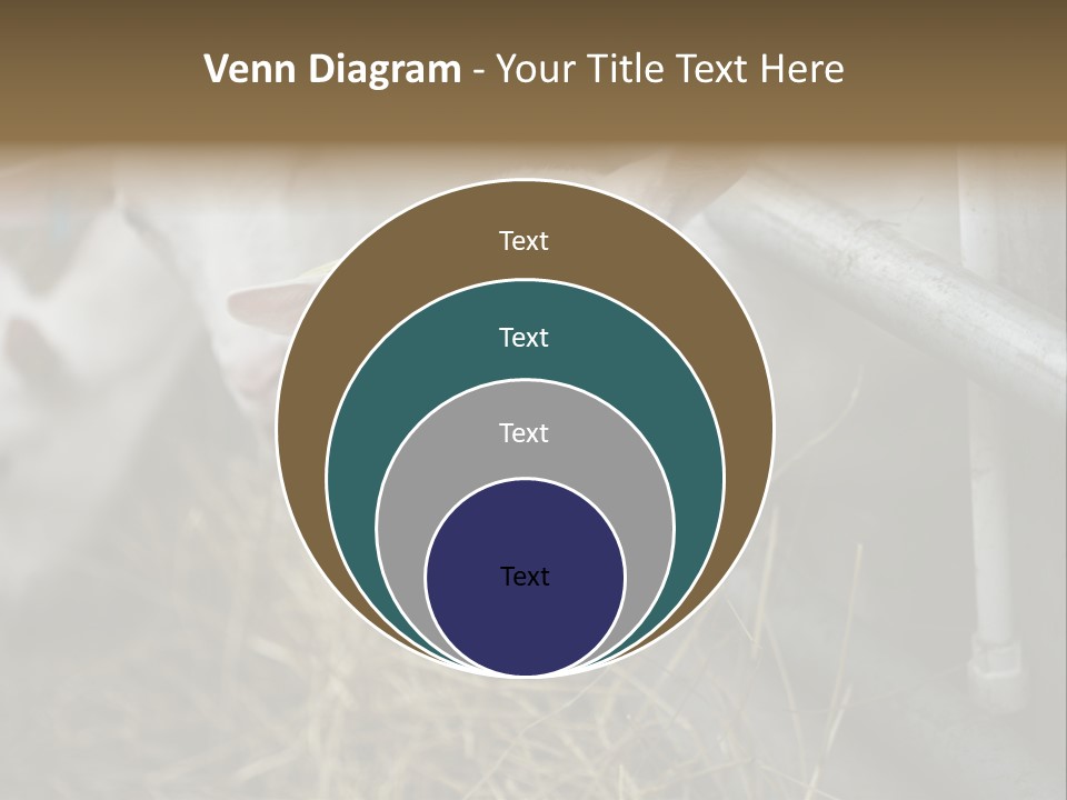 A Group Of Sheep Standing Next To Each Other In A Pen PowerPoint Template