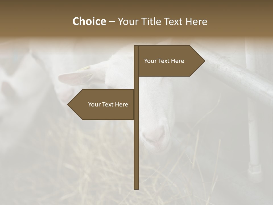 A Group Of Sheep Standing Next To Each Other In A Pen PowerPoint Template