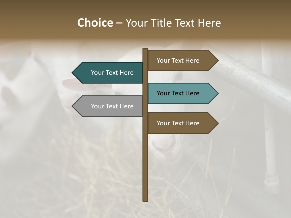 A Group Of Sheep Standing Next To Each Other In A Pen PowerPoint Template