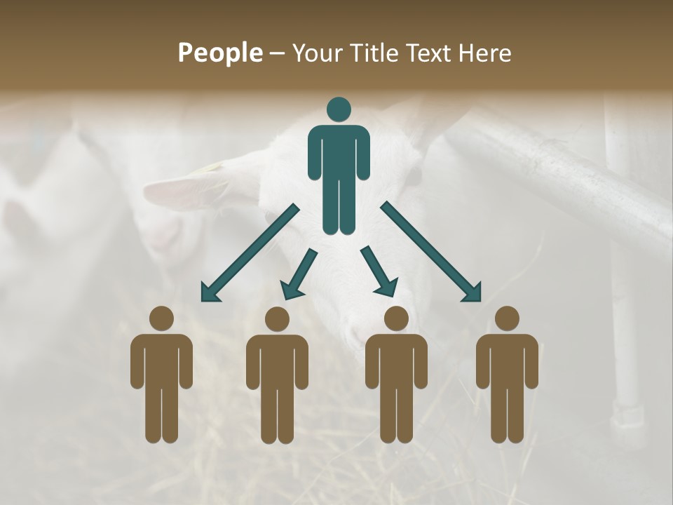 A Group Of Sheep Standing Next To Each Other In A Pen PowerPoint Template