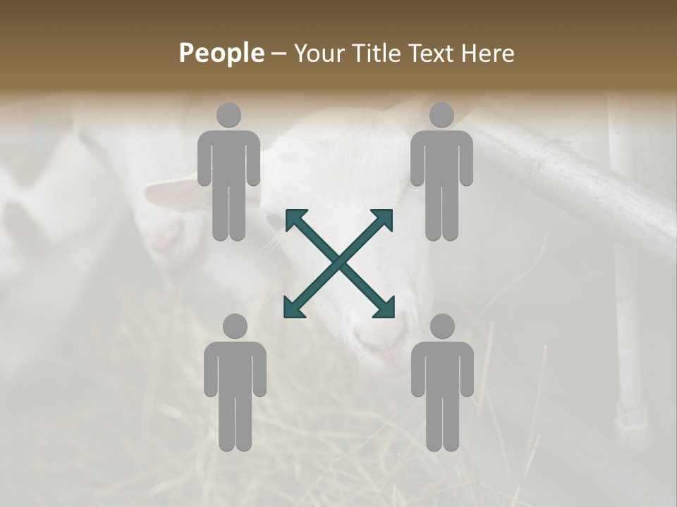 A Group Of Sheep Standing Next To Each Other In A Pen PowerPoint Template