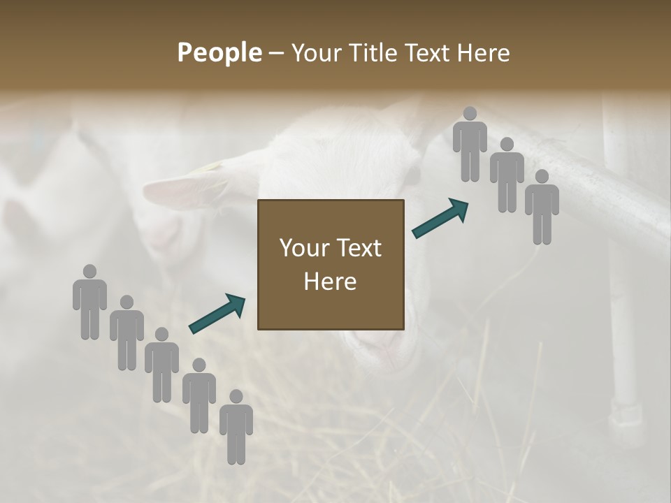 A Group Of Sheep Standing Next To Each Other In A Pen PowerPoint Template