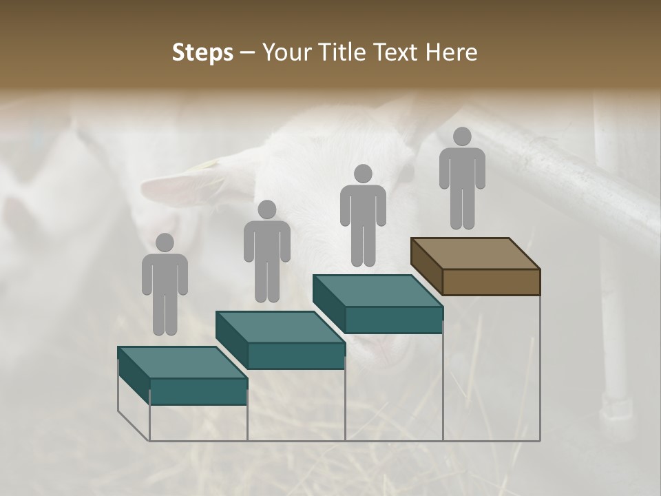 A Group Of Sheep Standing Next To Each Other In A Pen PowerPoint Template