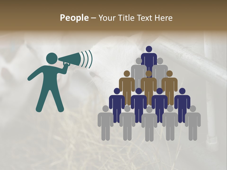 A Group Of Sheep Standing Next To Each Other In A Pen PowerPoint Template