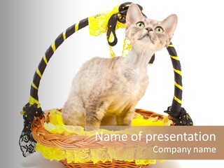 Pet Breed Devonrex PowerPoint Template