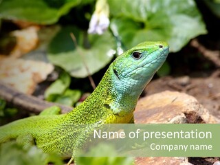 Juvenile Curlytail Green PowerPoint Template