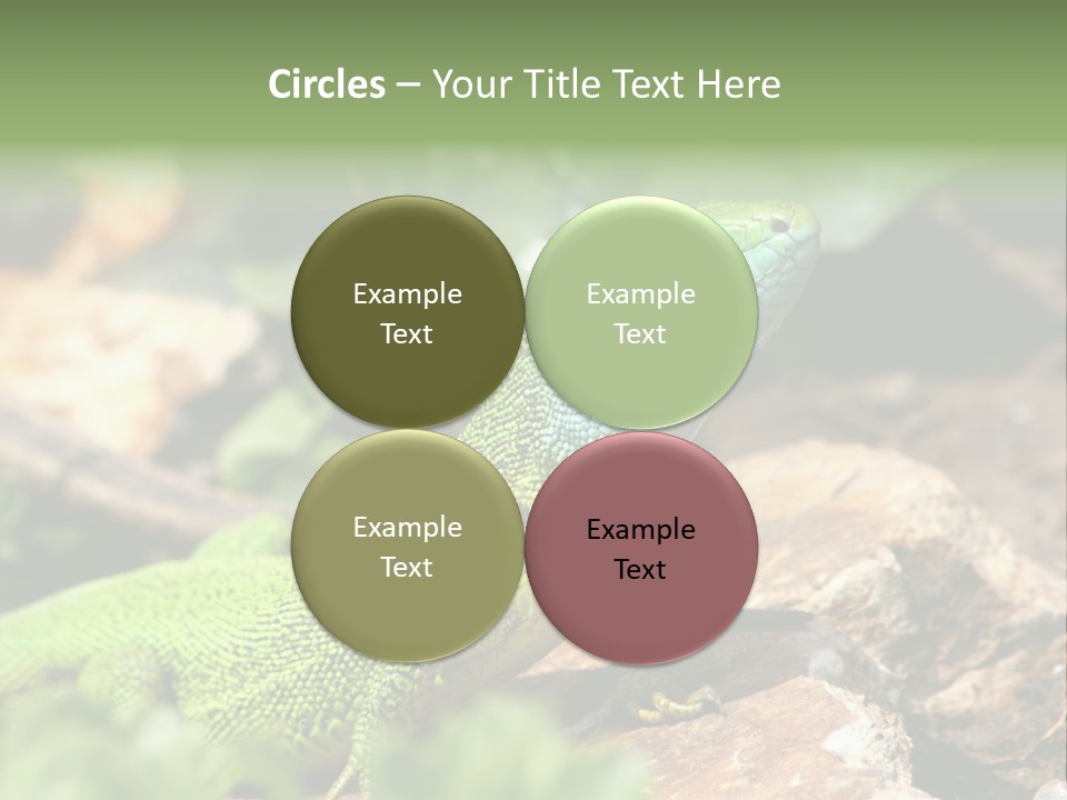Juvenile Curlytail Green PowerPoint Template