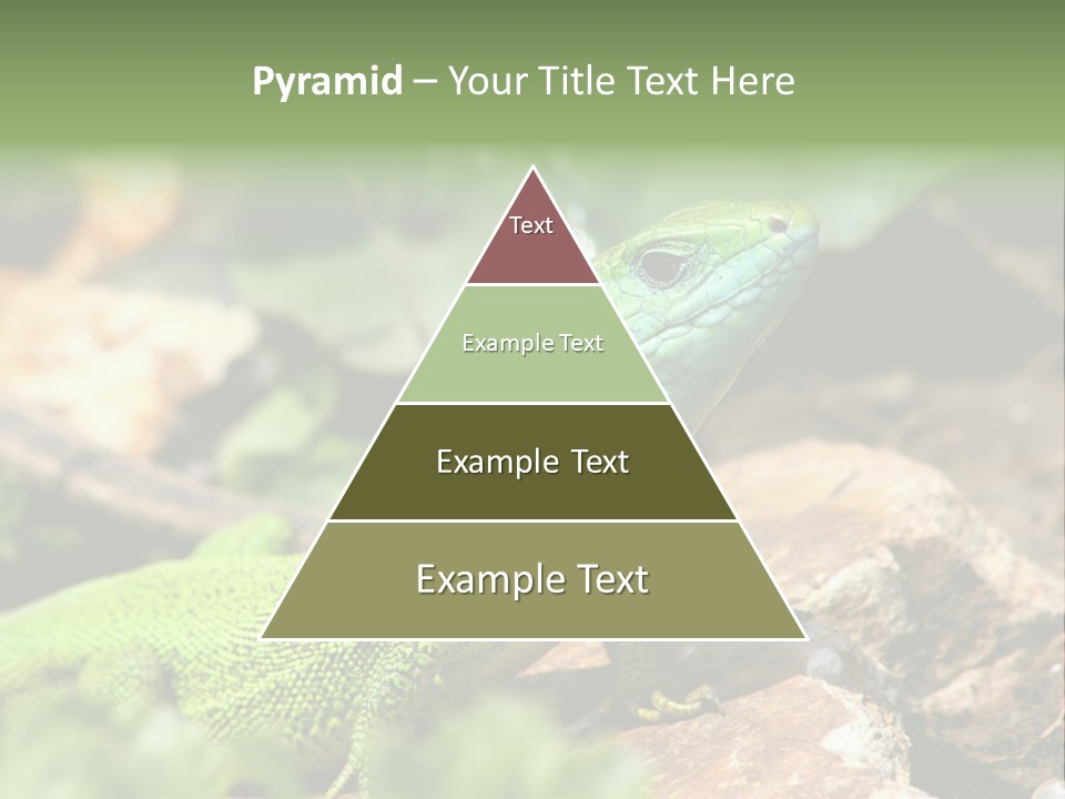 Juvenile Curlytail Green PowerPoint Template