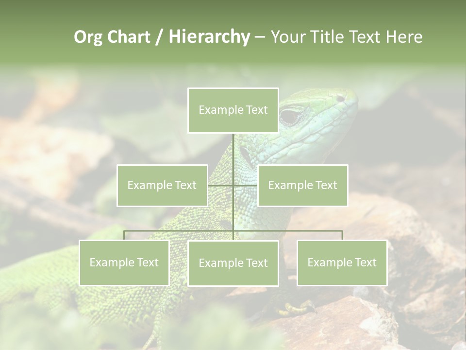 Juvenile Curlytail Green PowerPoint Template