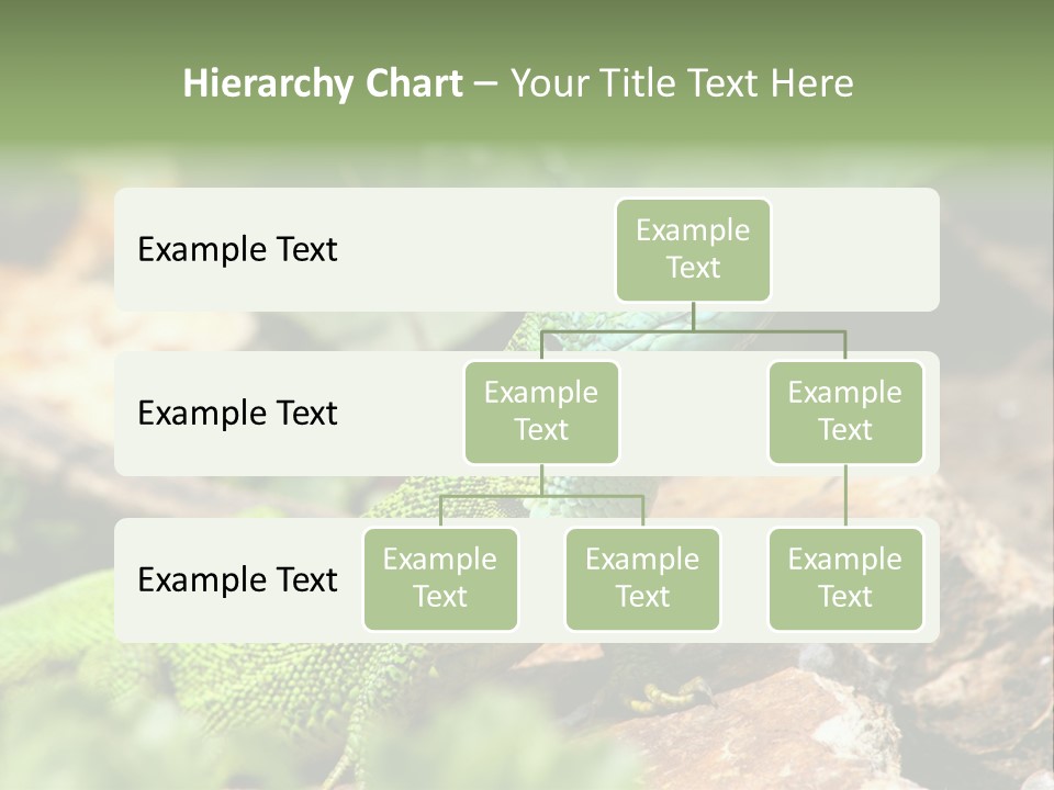 Juvenile Curlytail Green PowerPoint Template