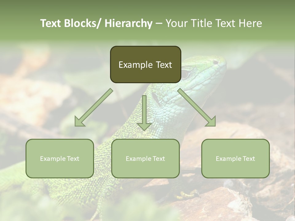 Juvenile Curlytail Green PowerPoint Template