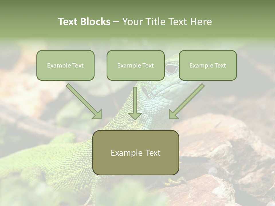Juvenile Curlytail Green PowerPoint Template