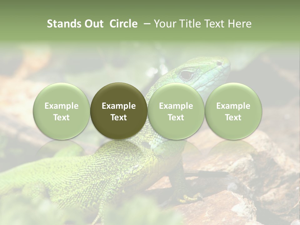 Juvenile Curlytail Green PowerPoint Template