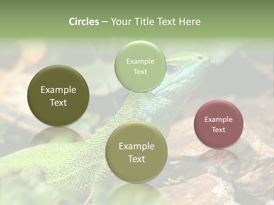 Juvenile Curlytail Green PowerPoint Template