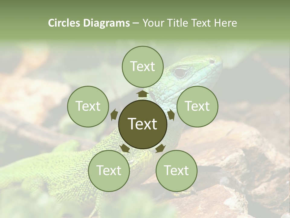 Juvenile Curlytail Green PowerPoint Template