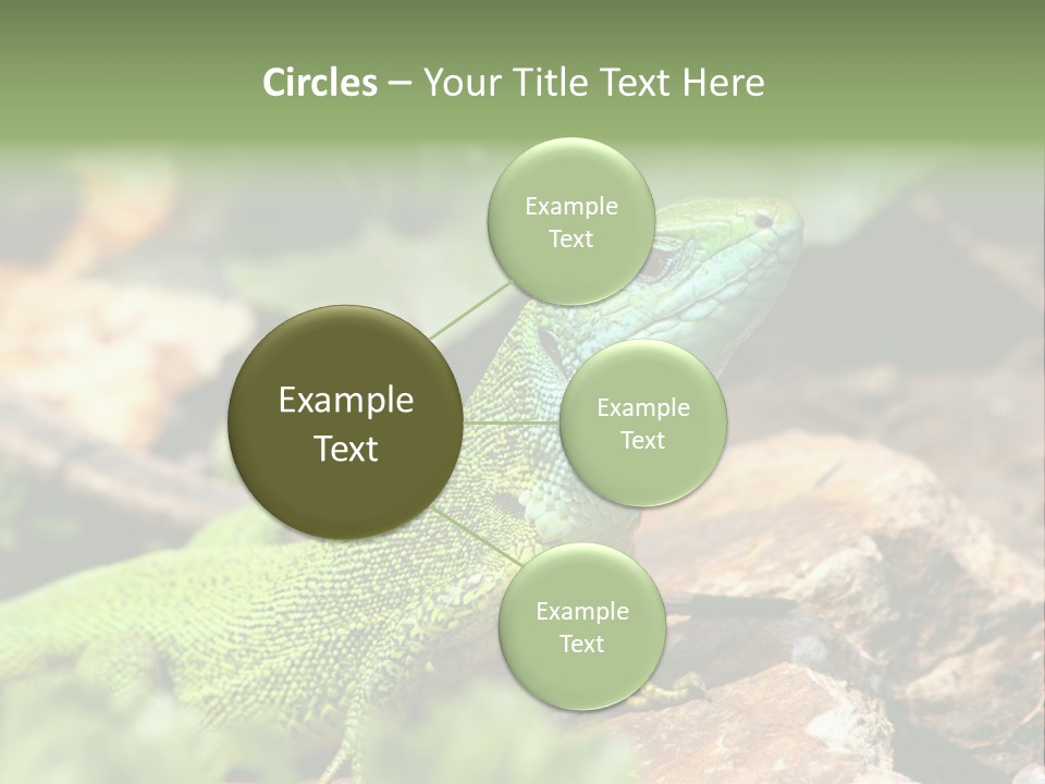 Juvenile Curlytail Green PowerPoint Template