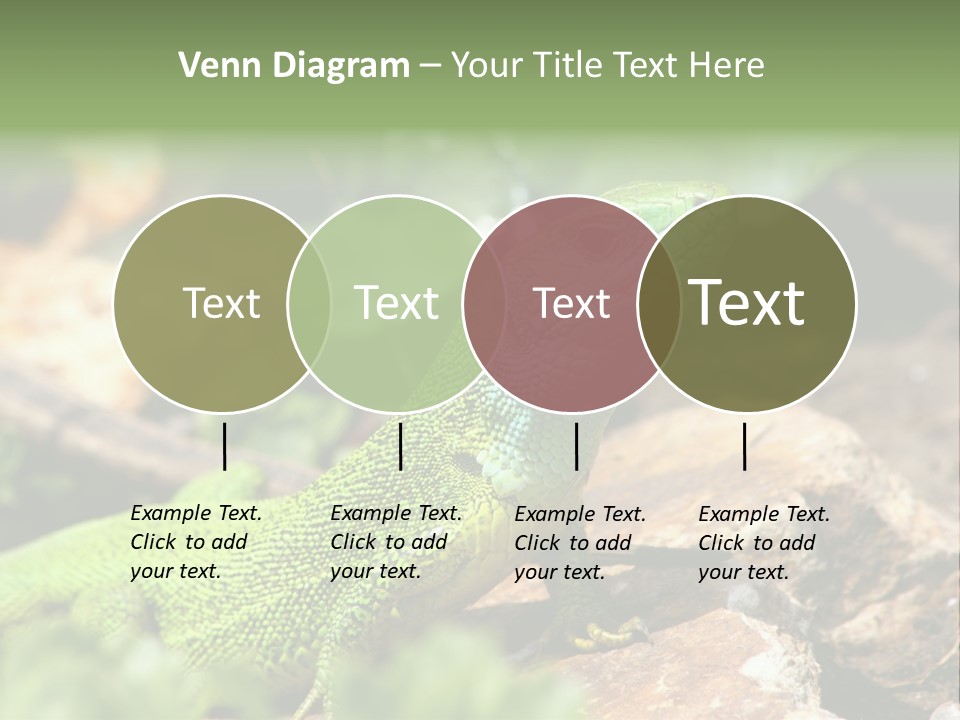 Juvenile Curlytail Green PowerPoint Template