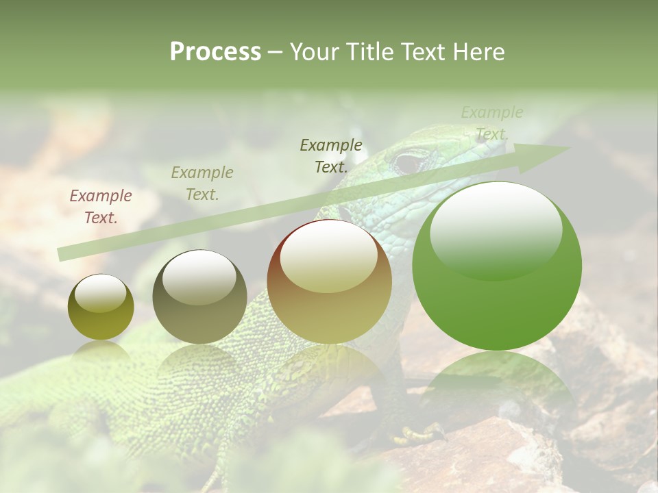 Juvenile Curlytail Green PowerPoint Template