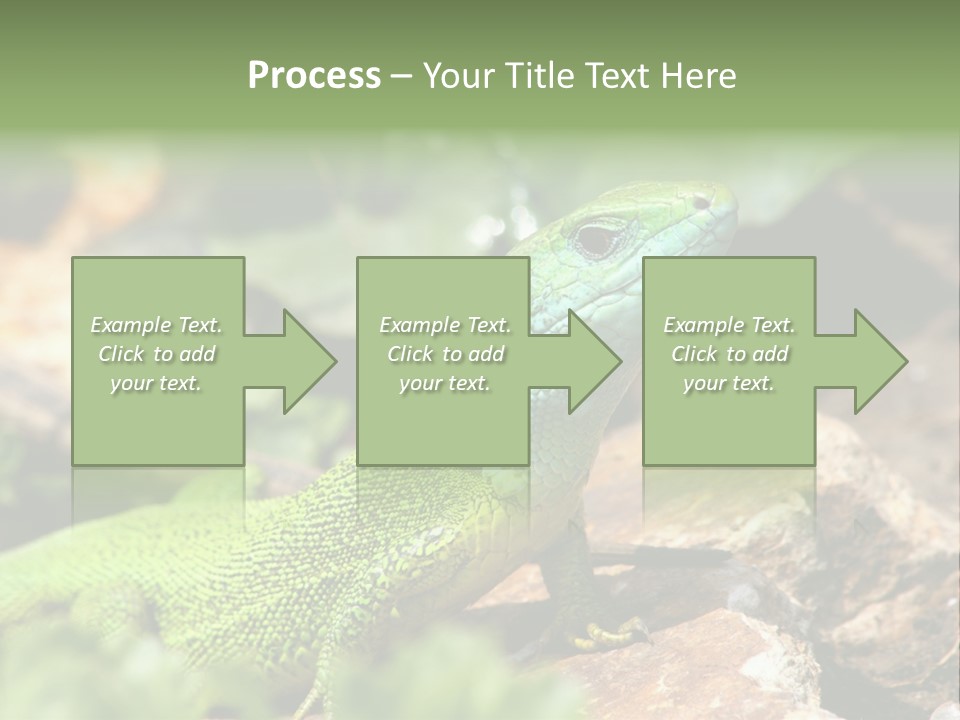 Juvenile Curlytail Green PowerPoint Template