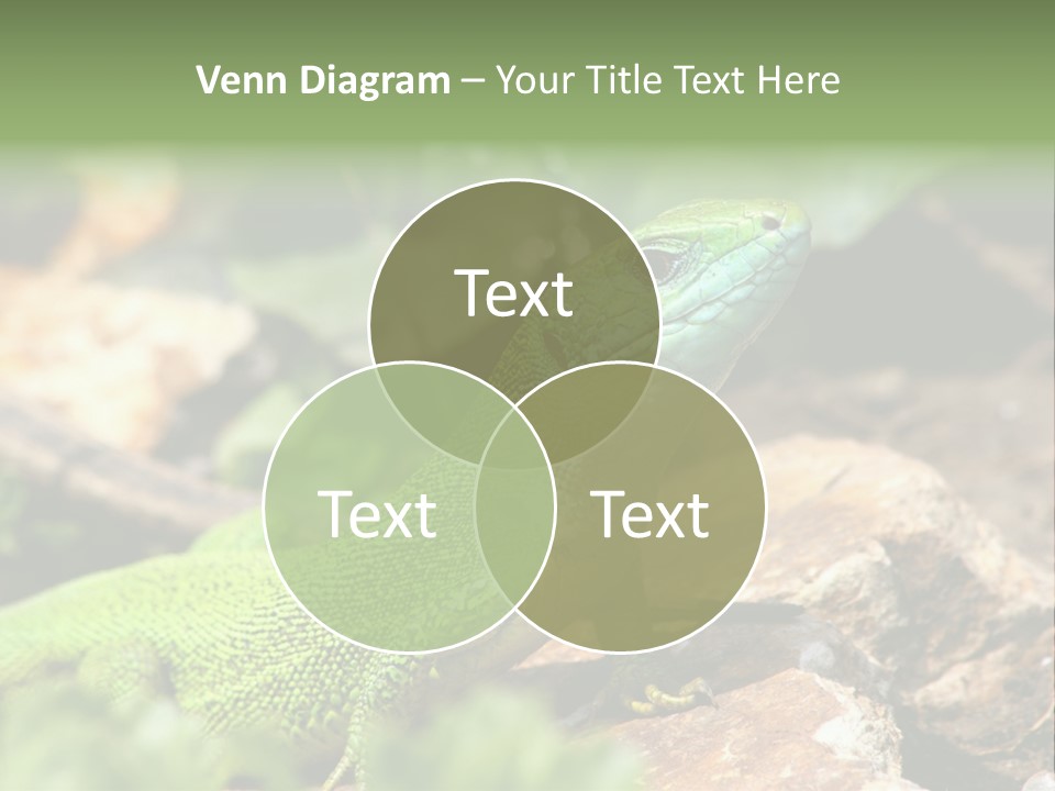 Juvenile Curlytail Green PowerPoint Template
