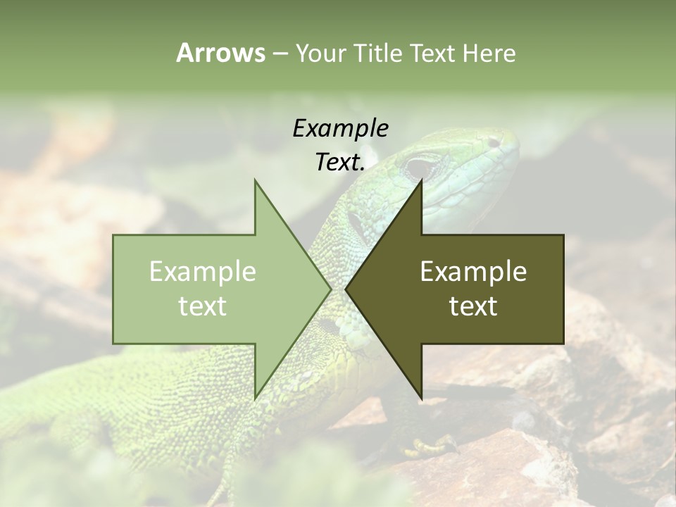 Juvenile Curlytail Green PowerPoint Template