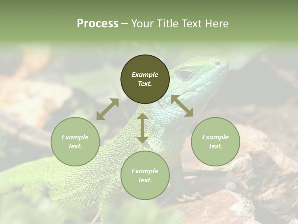 Juvenile Curlytail Green PowerPoint Template