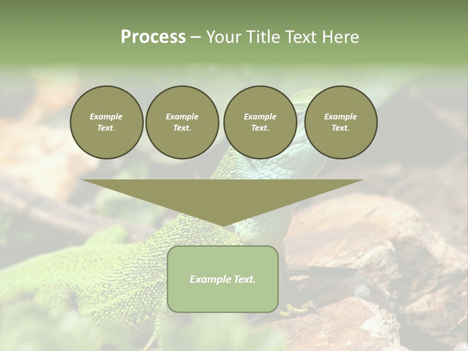Juvenile Curlytail Green PowerPoint Template