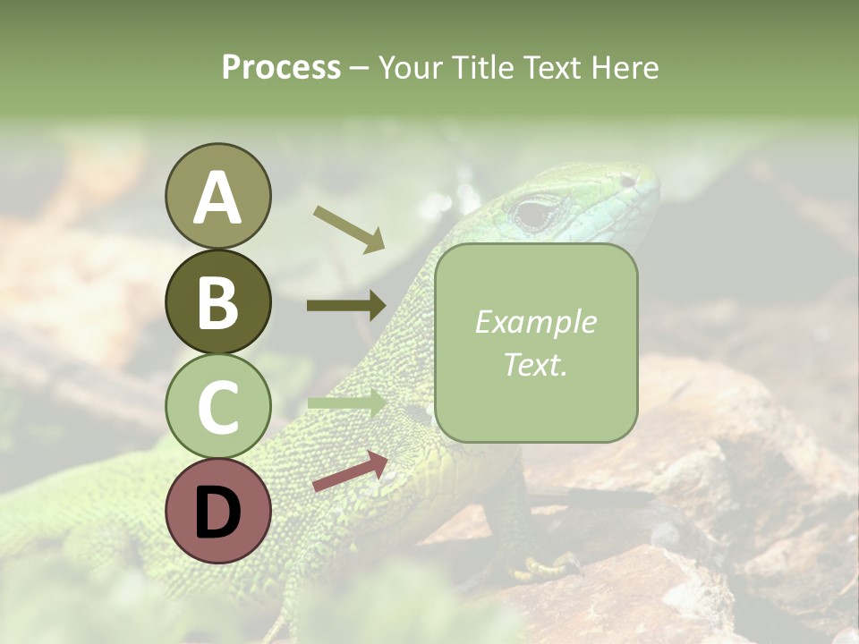 Juvenile Curlytail Green PowerPoint Template