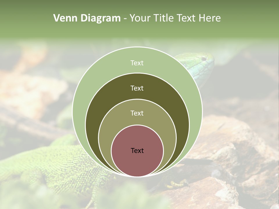 Juvenile Curlytail Green PowerPoint Template