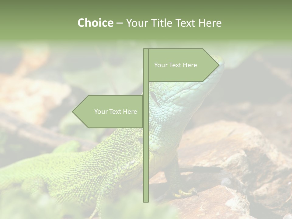 Juvenile Curlytail Green PowerPoint Template