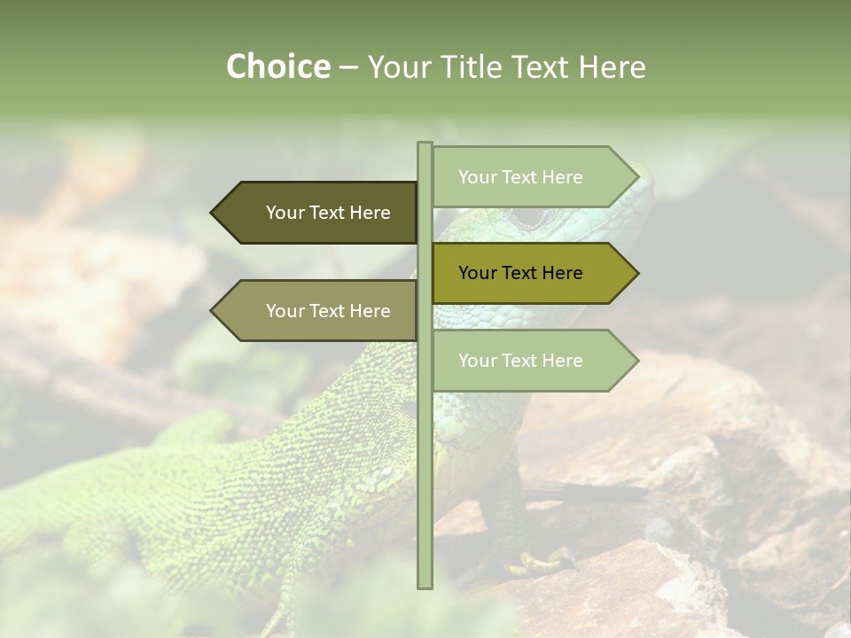 Juvenile Curlytail Green PowerPoint Template