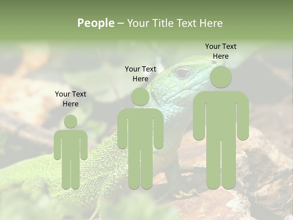 Juvenile Curlytail Green PowerPoint Template