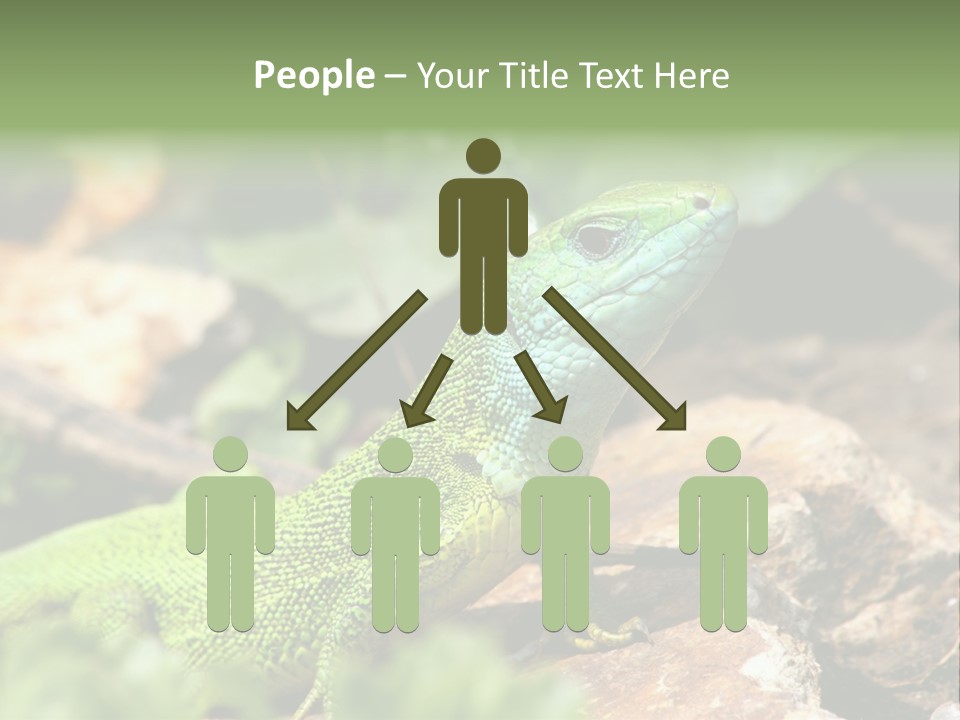 Juvenile Curlytail Green PowerPoint Template