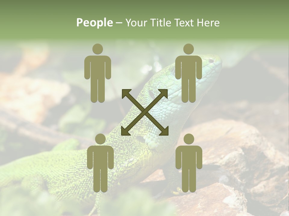 Juvenile Curlytail Green PowerPoint Template