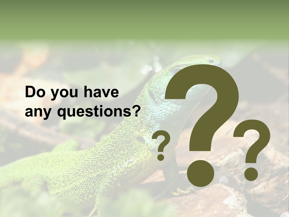 Juvenile Curlytail Green PowerPoint Template