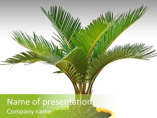 A Palm Tree With A White Background PowerPoint Template