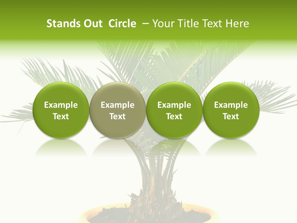A Palm Tree With A White Background PowerPoint Template