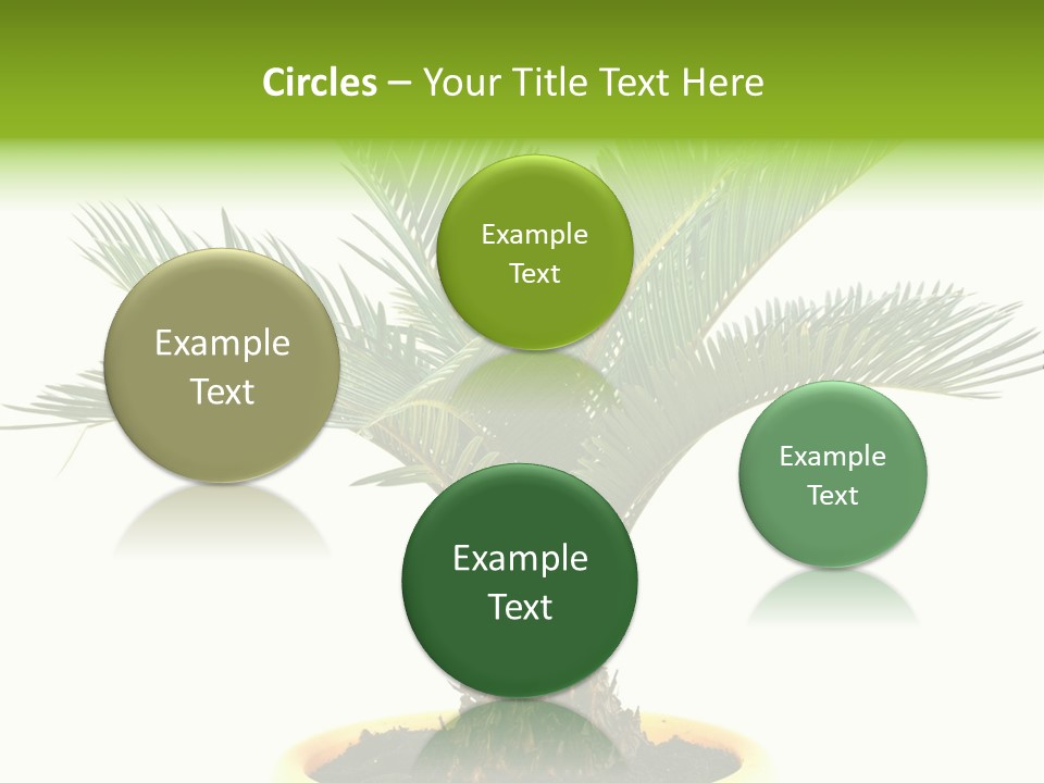 A Palm Tree With A White Background PowerPoint Template