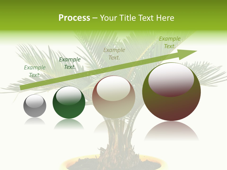 A Palm Tree With A White Background PowerPoint Template