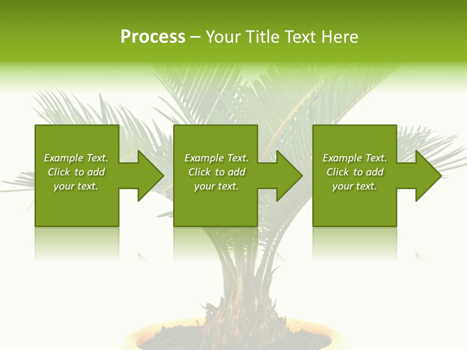 A Palm Tree With A White Background PowerPoint Template
