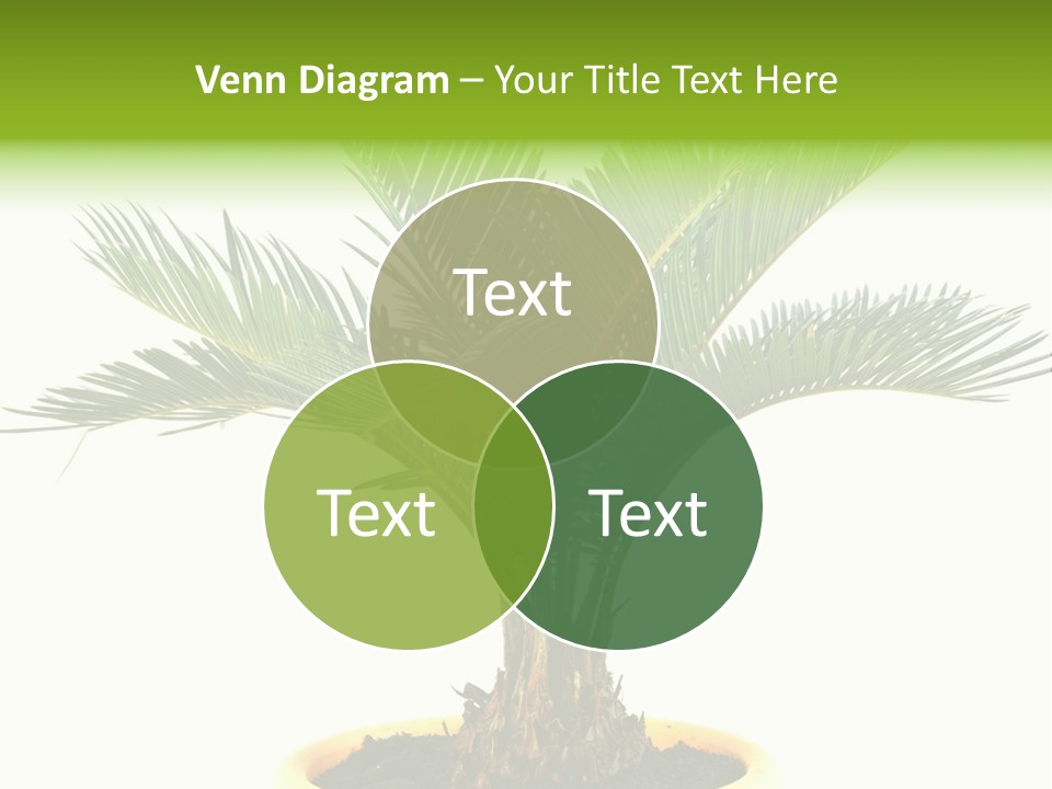 A Palm Tree With A White Background PowerPoint Template