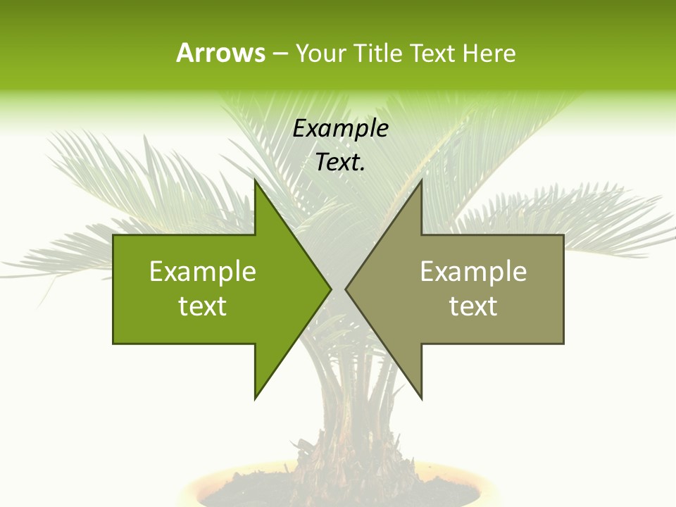 A Palm Tree With A White Background PowerPoint Template